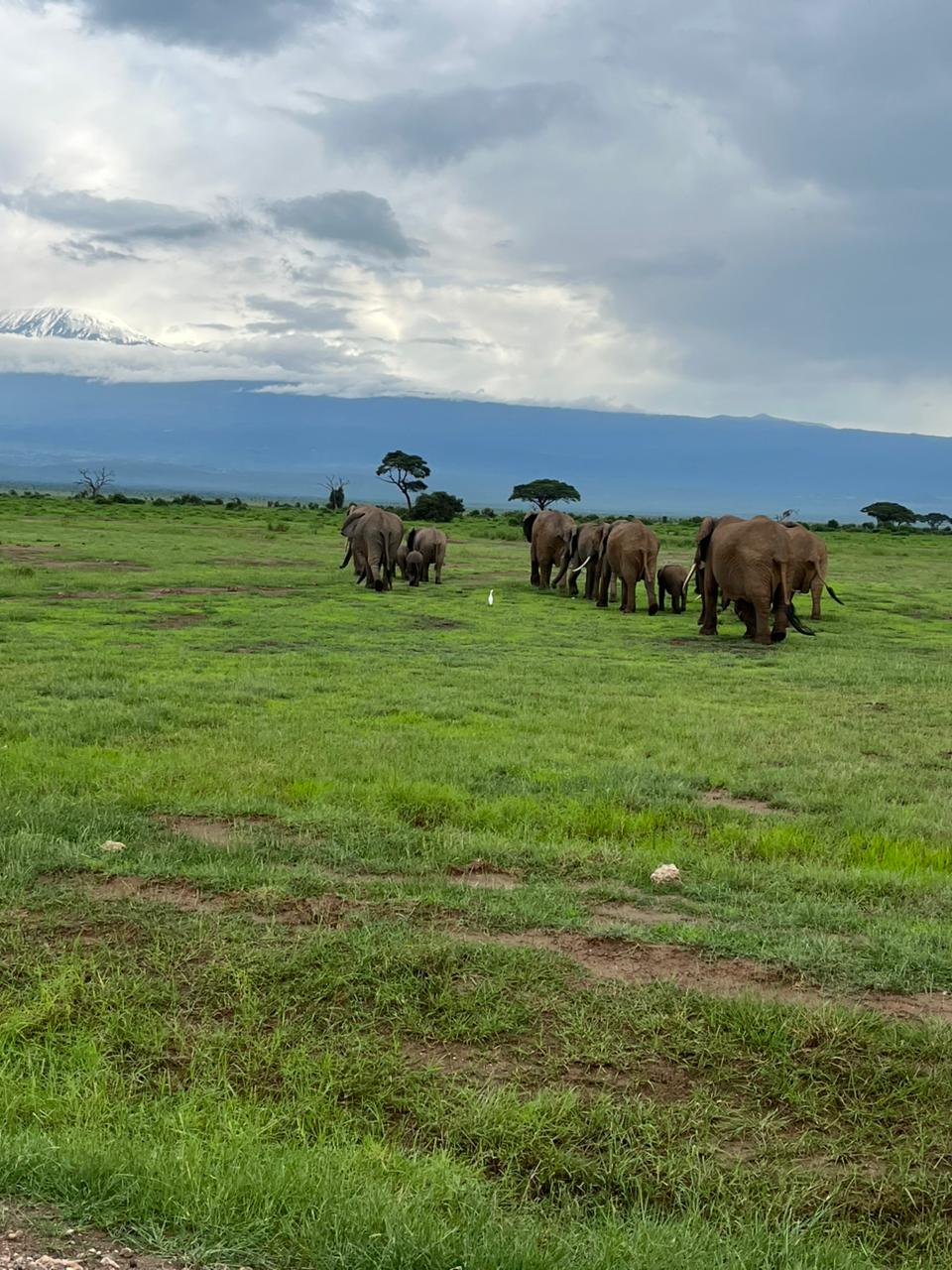 Amboseli