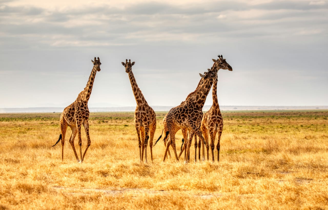 Tsavo West and Amboseli Safari
