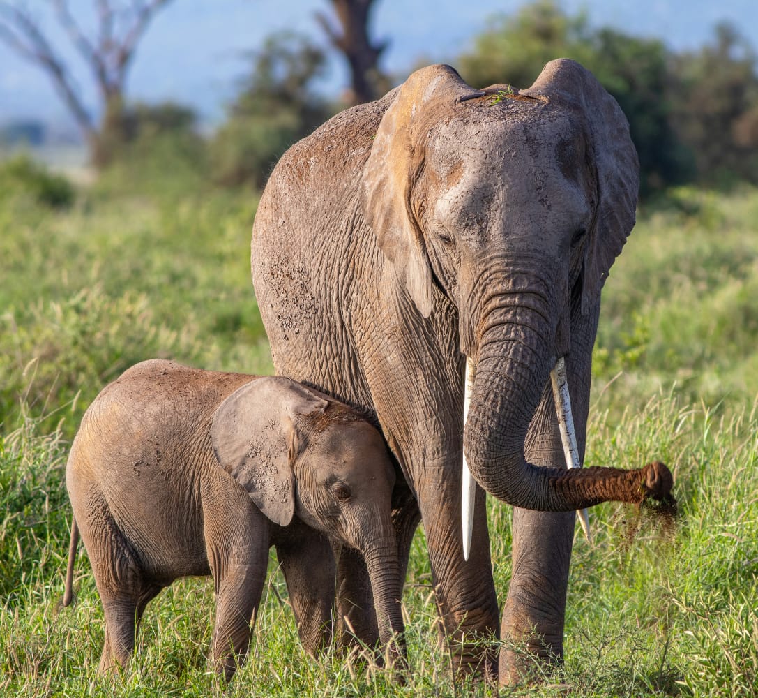 Amboseli Elephant