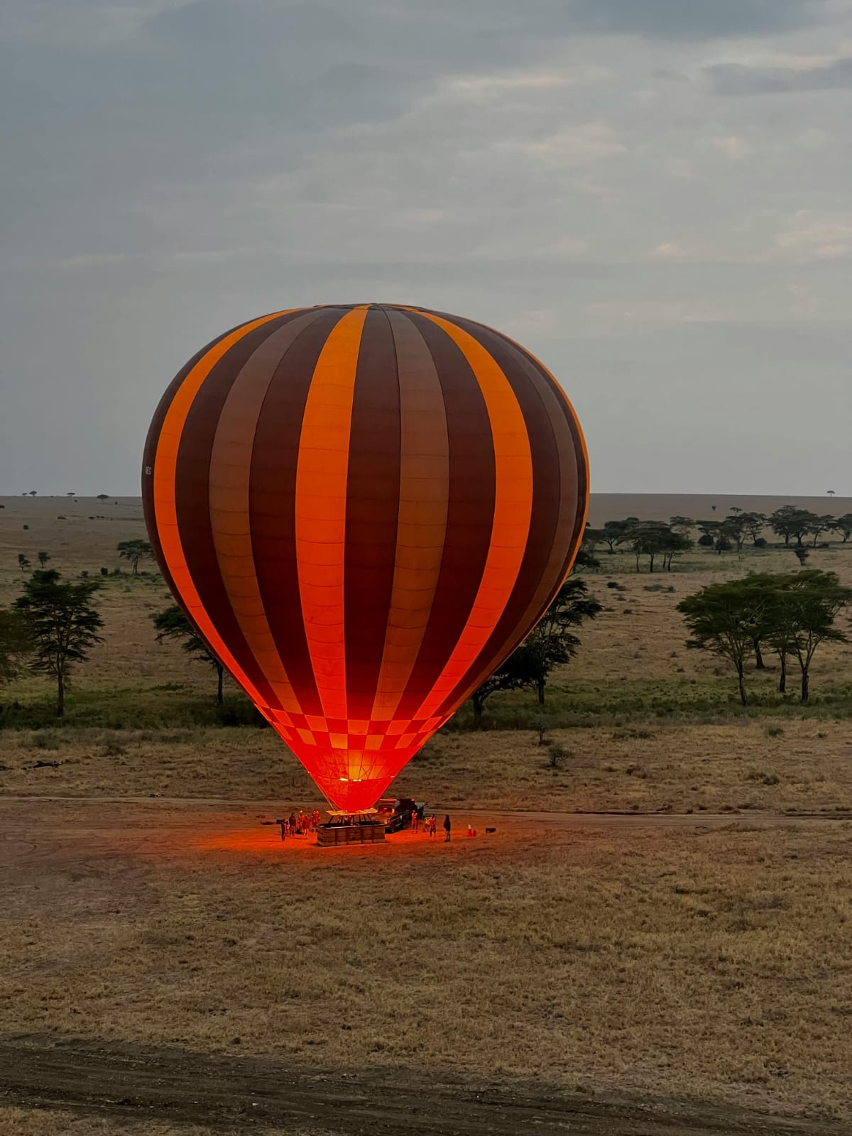 Safari