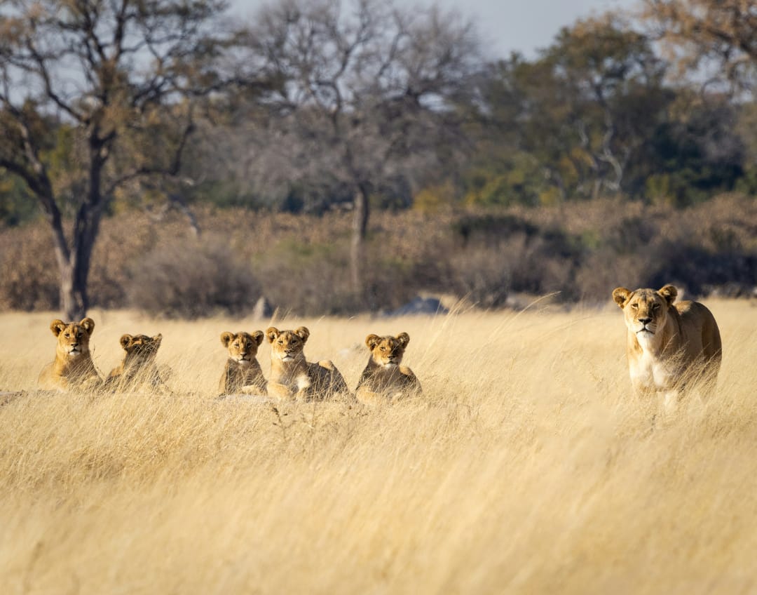Wildlife