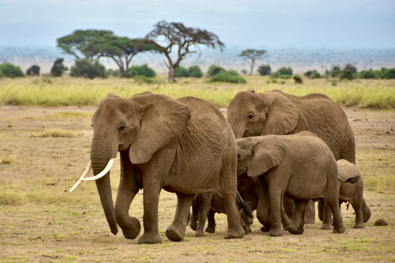 Safari Experience