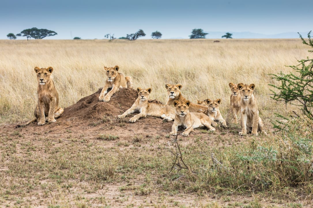 Safari Adventure