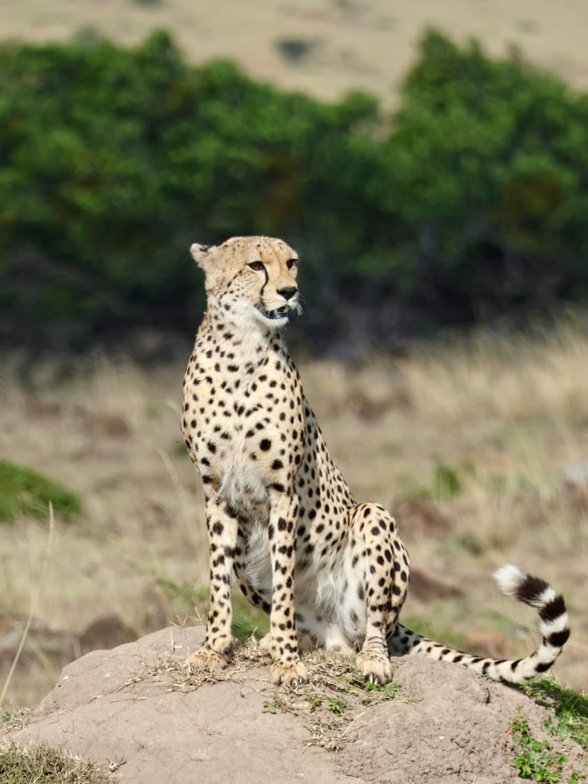 Kenya Wildlife