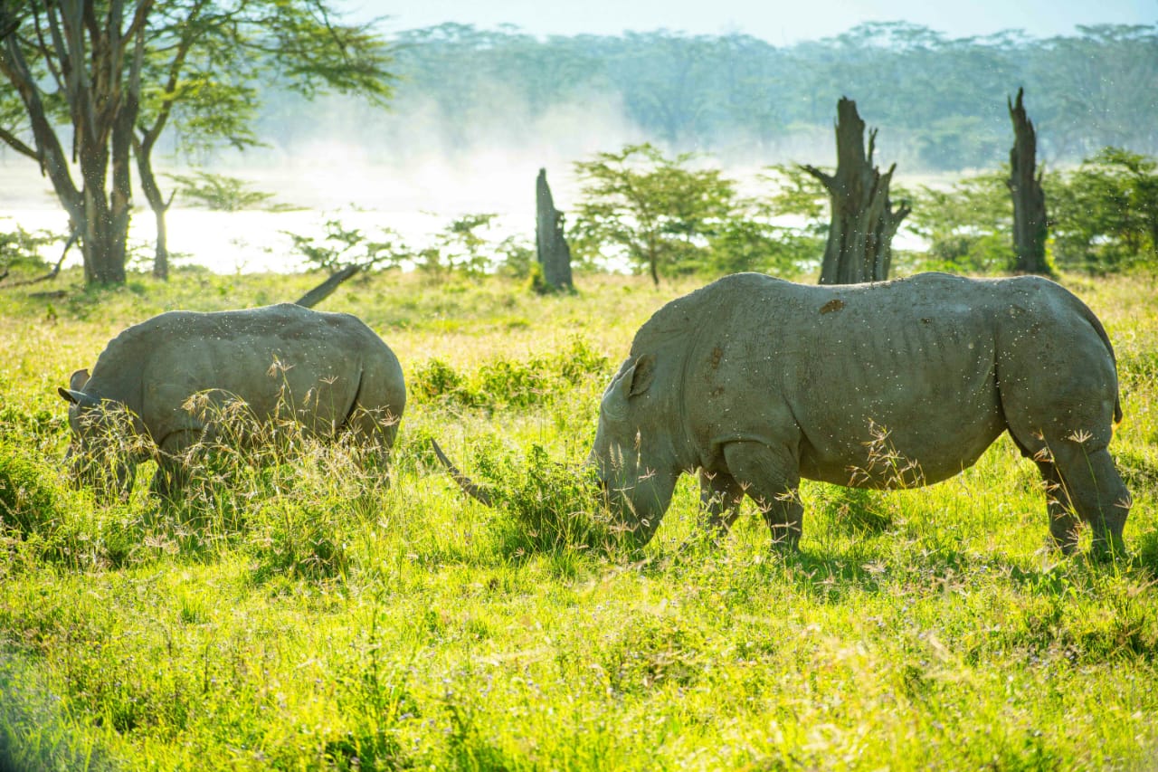 Game Drive