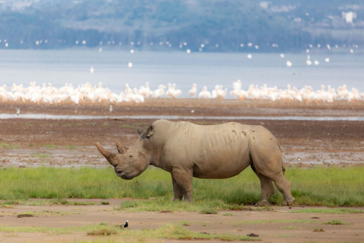 Nairobi National Park