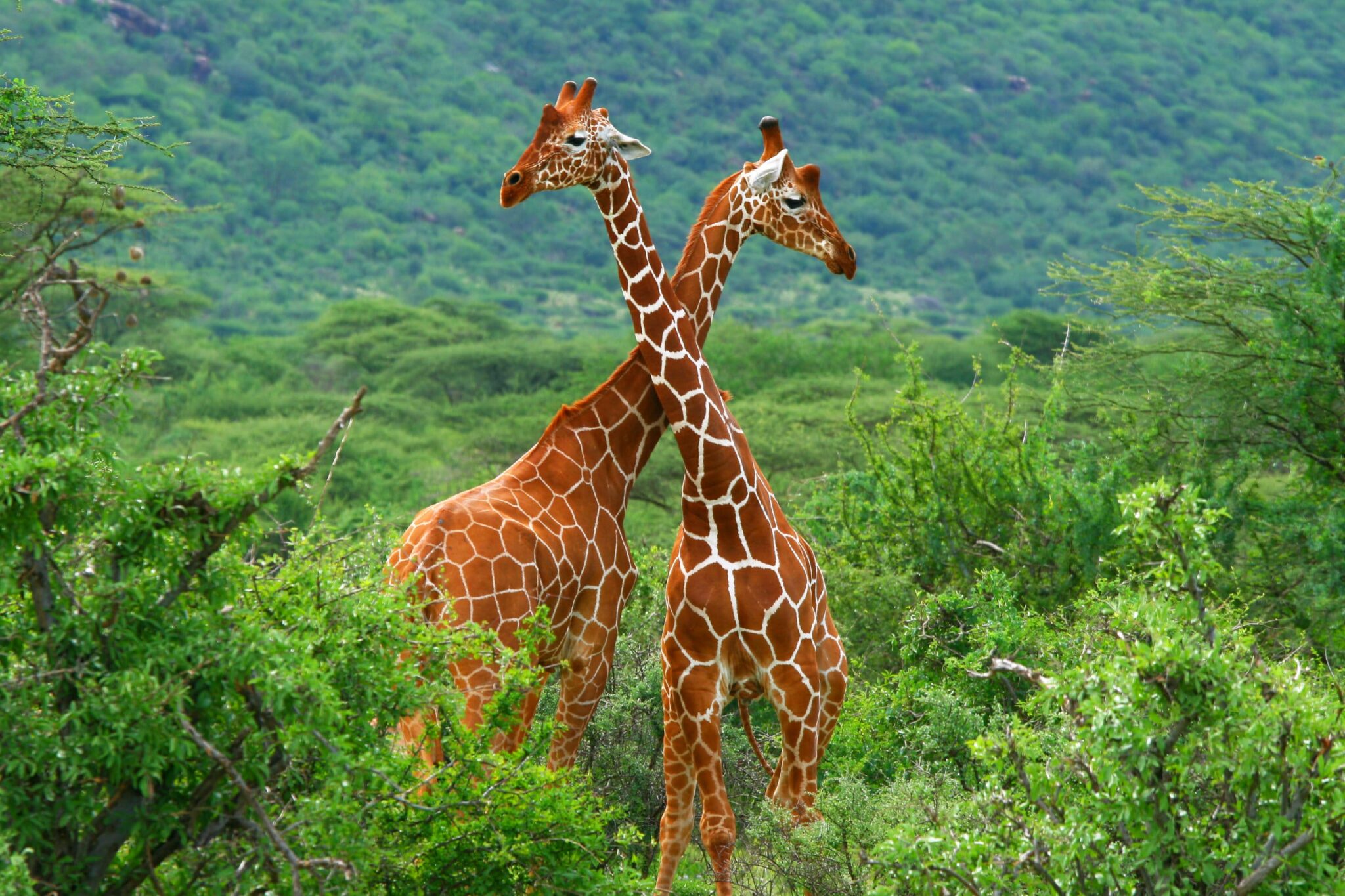 Samburu Safari