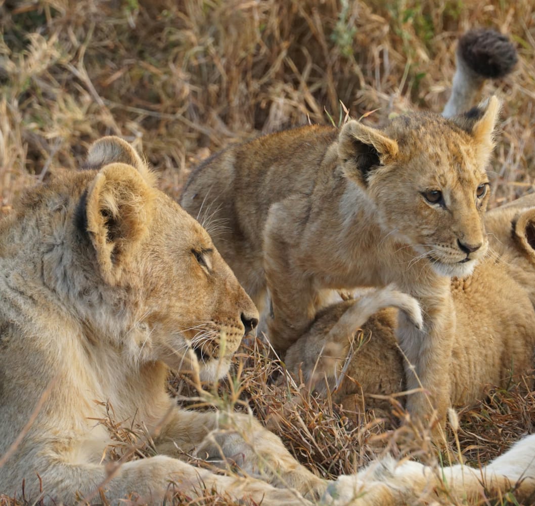 Tsavo