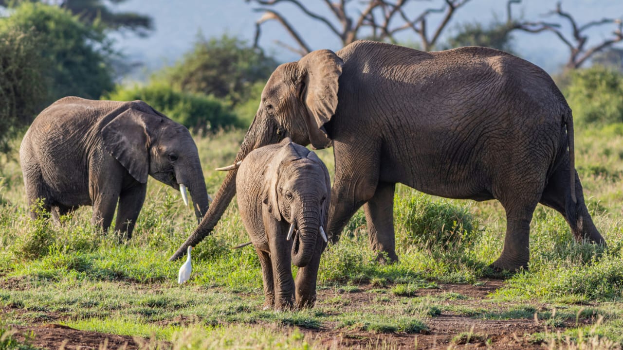 Tsavo East Safari